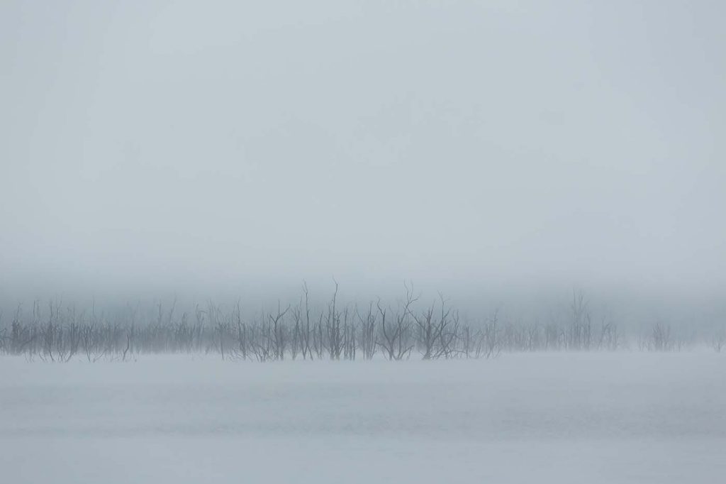 A dead tree on a misty lake fine art landscape 7